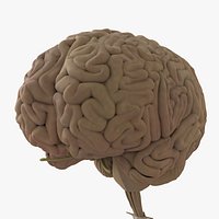 Human Brain