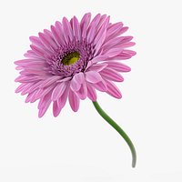 Gerbera 9
