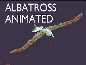 3D model albatross
