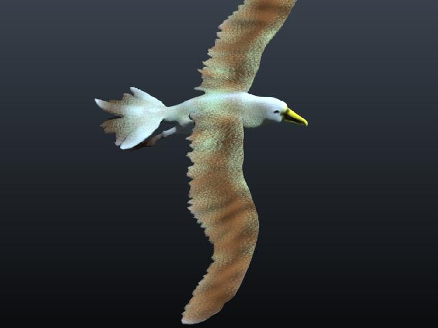 3D Model Albatross - TurboSquid 1303477