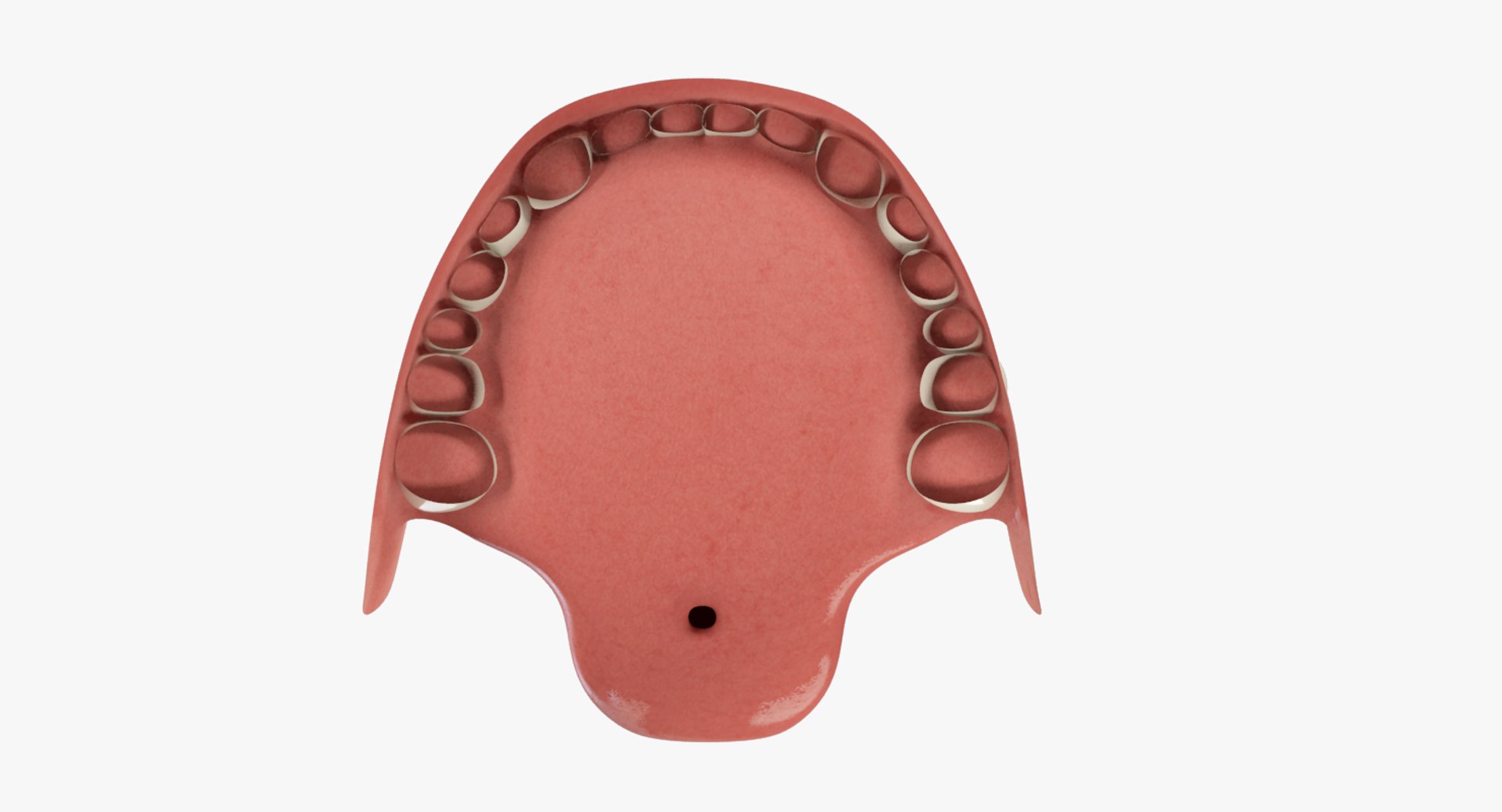 teeth gums tongue 3D model https://p.turbosquid.com/ts-thumb/5B/Gv8RPf/b3FTg2z6/004_04copy/png/1495220387/1920x1080/fit_q87/20783ee38c86ca6b5728e37916ef1987681dc818/004_04copy.jpg