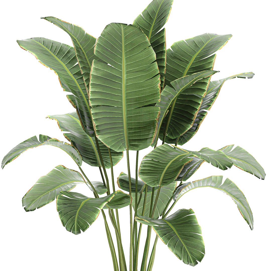 decorative banana palm tree 3D model https://p.turbosquid.com/ts-thumb/5B/HmriAe/D1VnnSyA/plantsset0212202004/jpg/1606999007/1920x1080/fit_q87/63418a284c6b4af54510b637b72091c169938681/plantsset0212202004.jpg