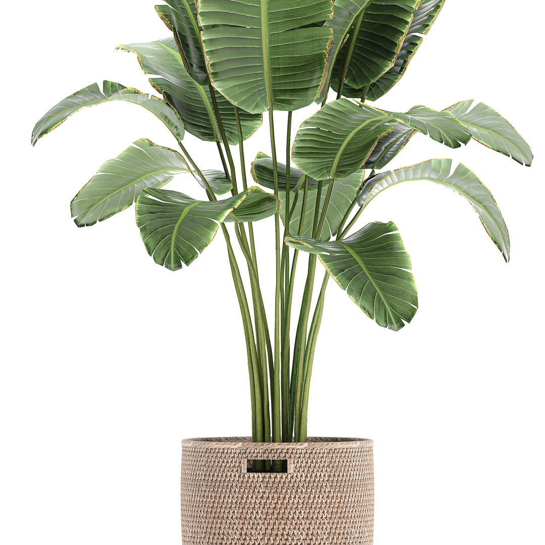 decorative banana palm tree 3D model https://p.turbosquid.com/ts-thumb/5B/HmriAe/NoSyffUm/plantsset0212202002/jpg/1606999007/1920x1080/fit_q87/5b539ab0197abd0cde16996558ada9abf746db37/plantsset0212202002.jpg