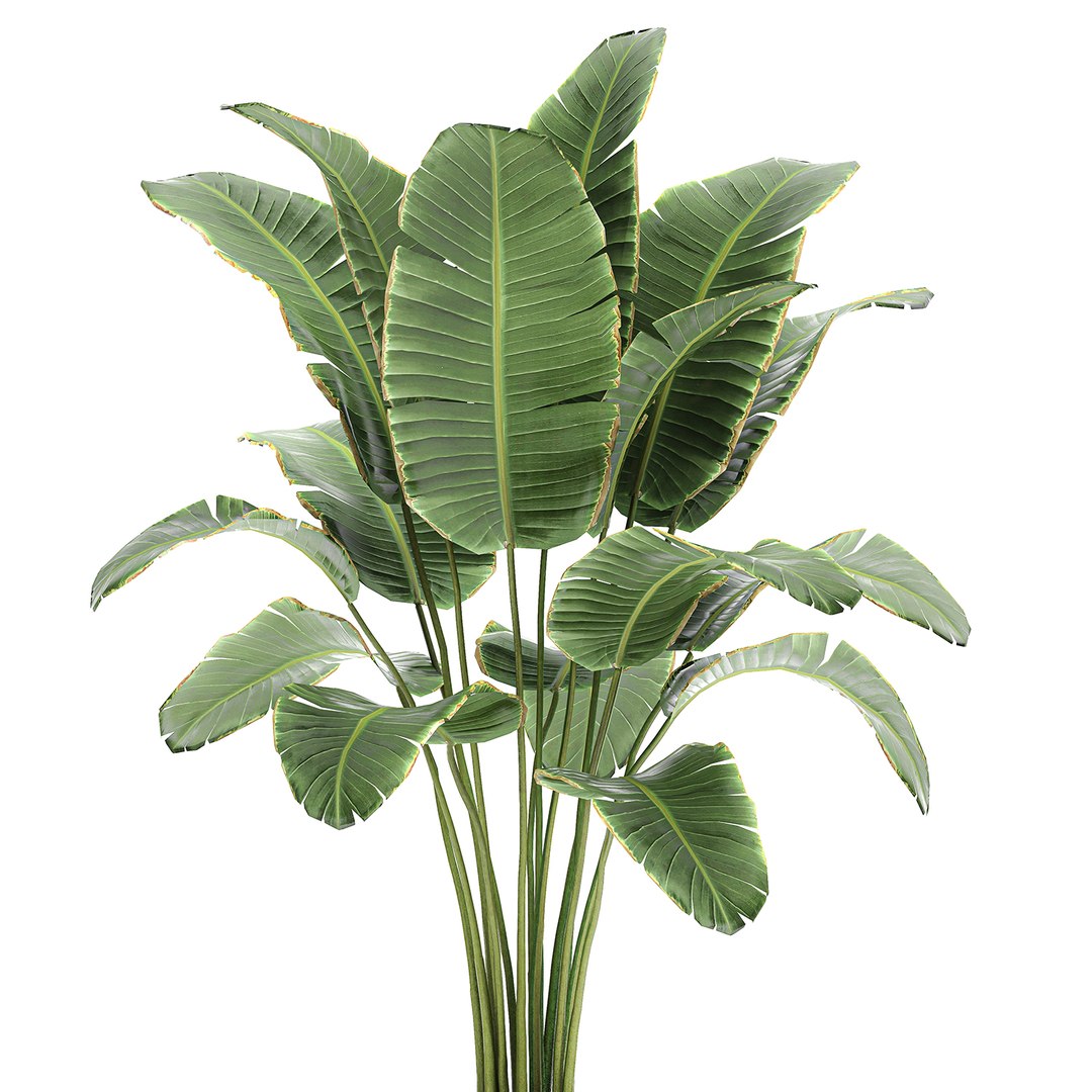 decorative banana palm tree 3D model https://p.turbosquid.com/ts-thumb/5B/HmriAe/bPYZFWx6/plantsset0212202001/jpg/1606999007/1920x1080/fit_q87/0b73fd5173489a759ece40ab79c70b4984d4231f/plantsset0212202001.jpg