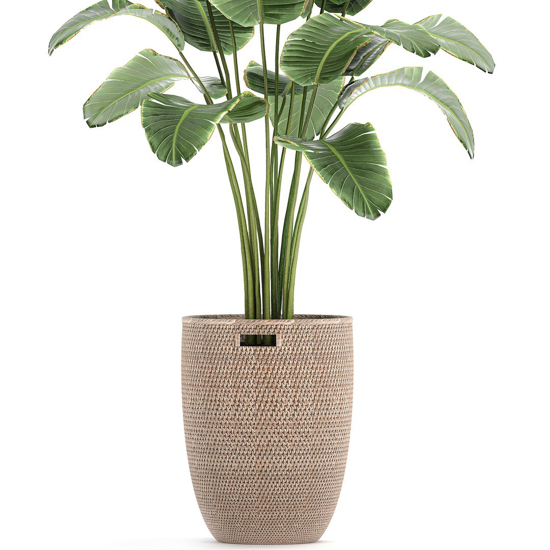 decorative banana palm tree 3D model https://p.turbosquid.com/ts-thumb/5B/HmriAe/gOH9bhMt/plantsset0212202003/jpg/1606999007/1920x1080/fit_q87/2fed74598d14a7a2f464aeffceba0757da128d59/plantsset0212202003.jpg