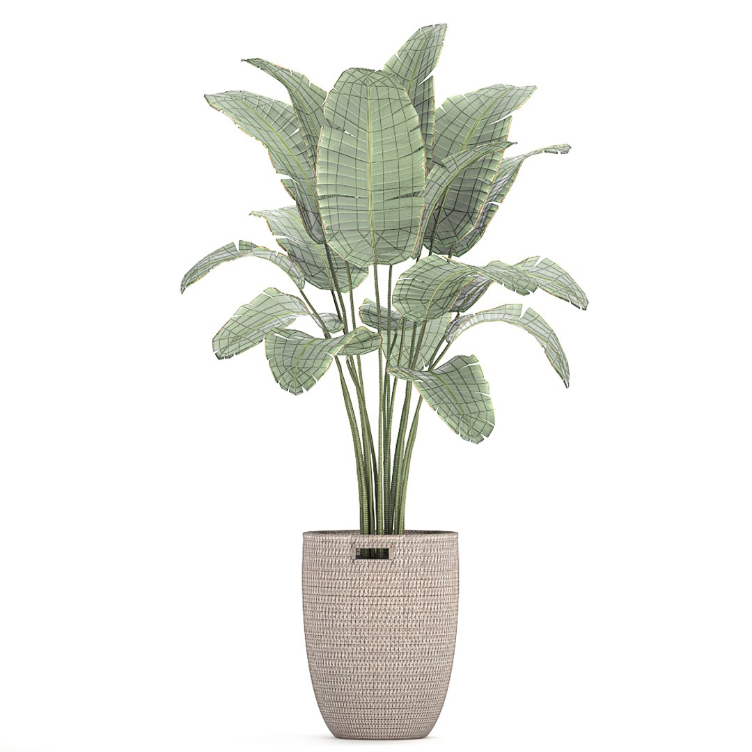 decorative banana palm tree 3D model https://p.turbosquid.com/ts-thumb/5B/HmriAe/mkd7OIgP/plantsset0212202008/jpg/1606999007/1920x1080/fit_q87/5c1f2d96bc3cc6530ef604f67aabba40553e9577/plantsset0212202008.jpg