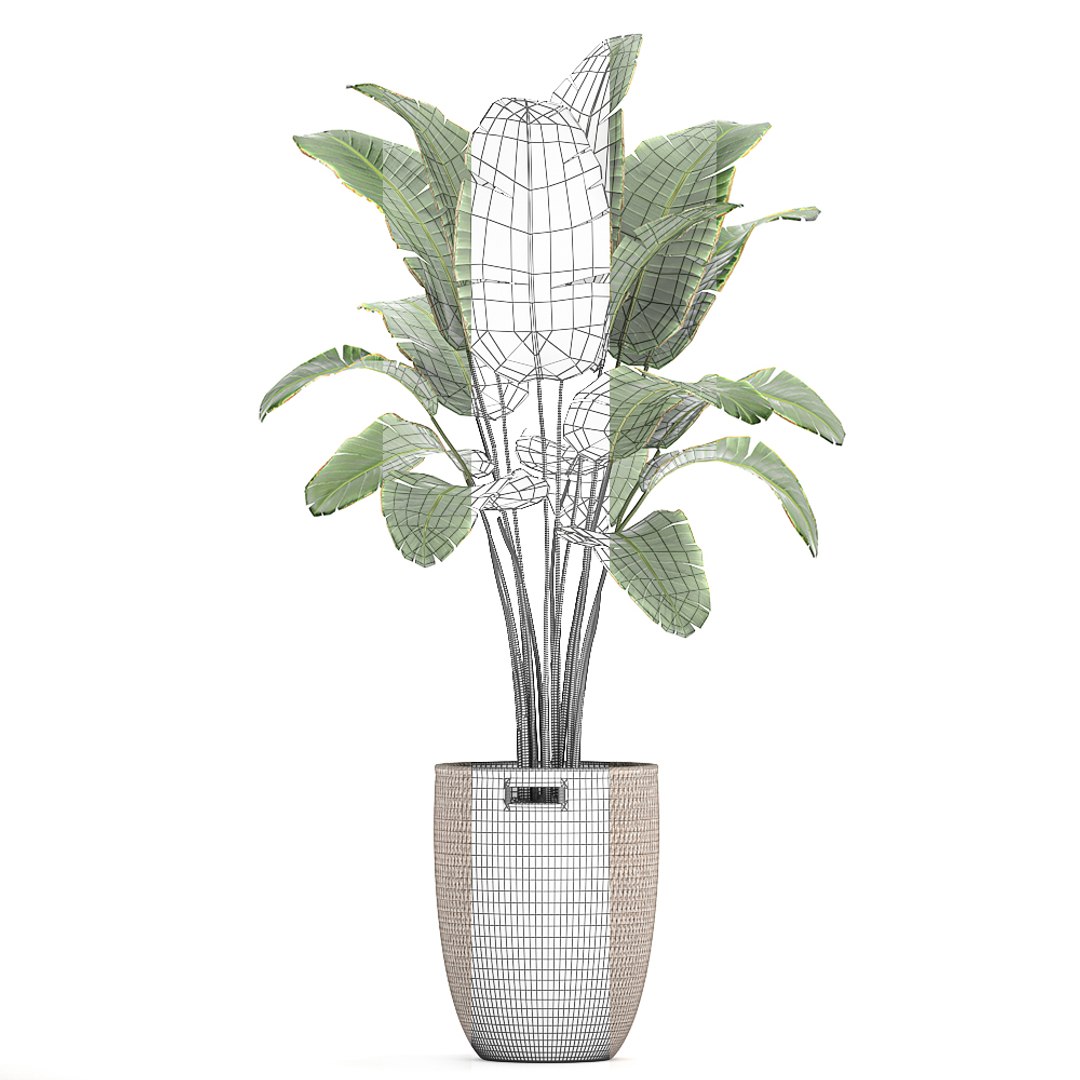 decorative banana palm tree 3D model https://p.turbosquid.com/ts-thumb/5B/HmriAe/tRZ8zBg4/plantsset0212202007/jpg/1606999007/1920x1080/fit_q87/f775e327786ef7a8fb2133f1ee844f9c54b74abc/plantsset0212202007.jpg