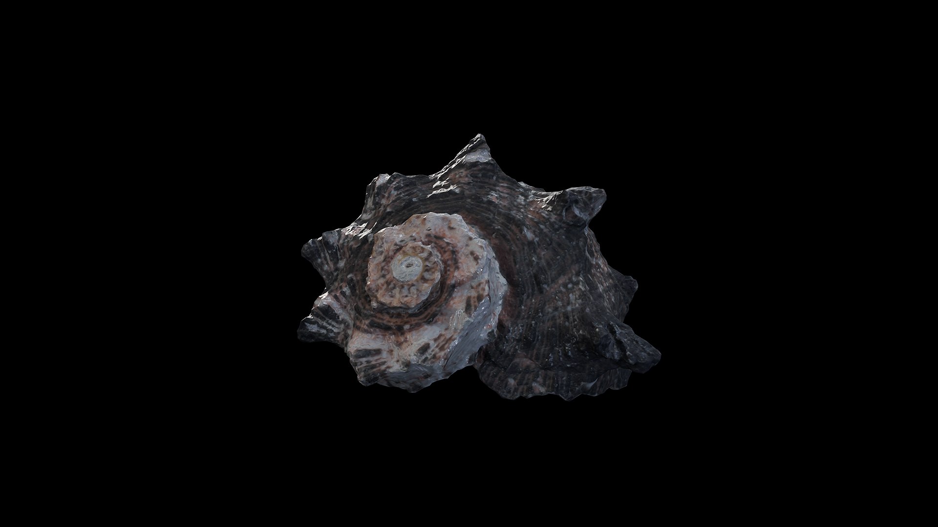 Anydrafts Sea snail 07 3D model https://p.turbosquid.com/ts-thumb/5B/OHqbti/9J/preview_4/png/1733793228/1920x1080/fit_q87/647d2fd9eb82e5477c1f1d7c83a975537c117daa/preview_4.jpg