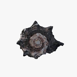 Anydrafts Sea snail 07 3D model