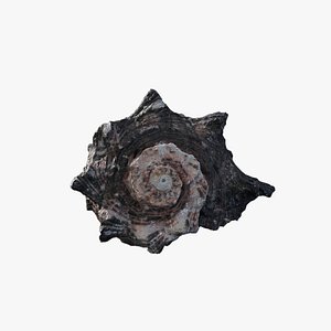 Anydrafts Sea snail 07