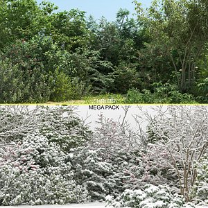 60 Shrubs with snow