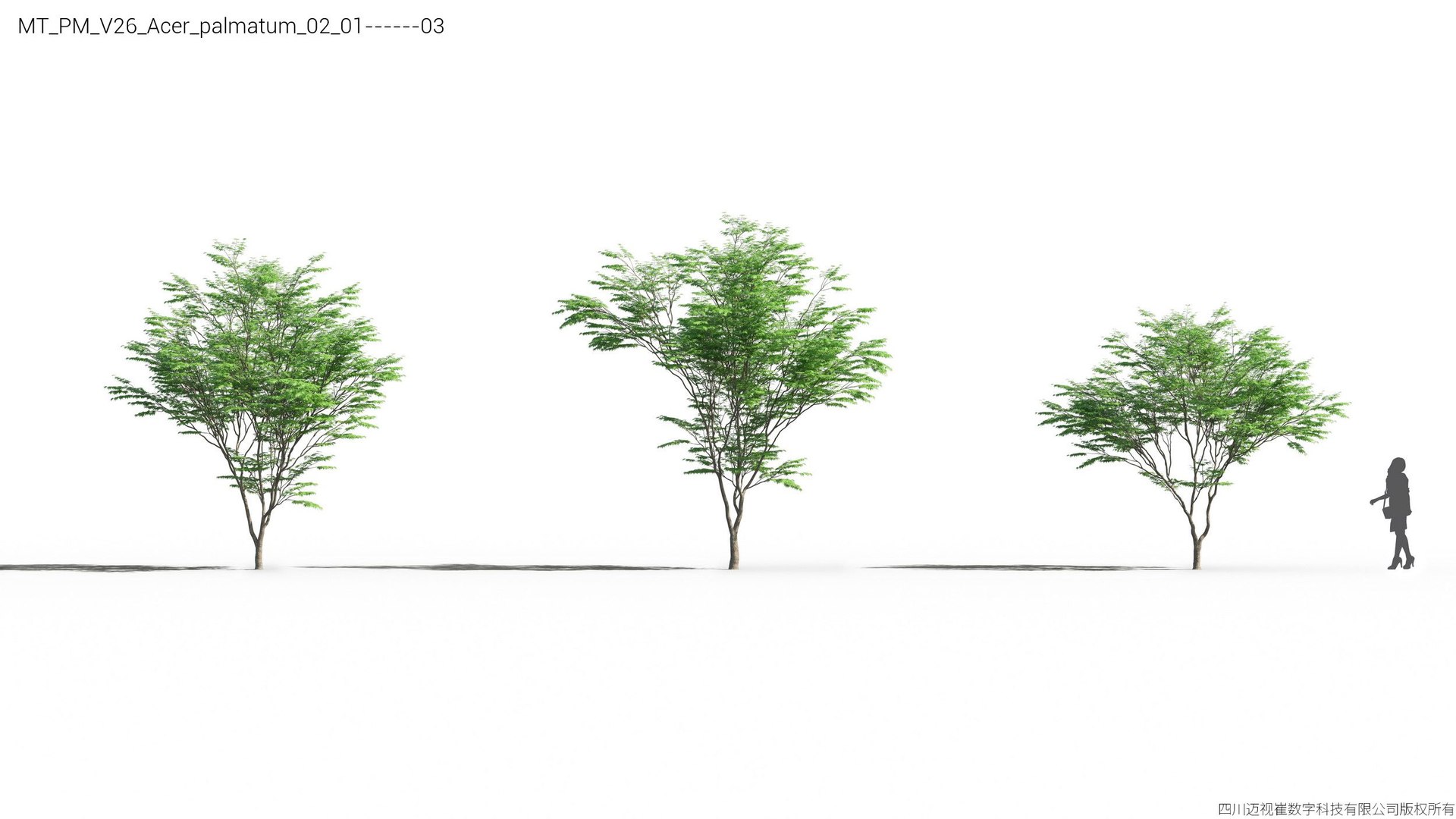 Plant Models Vol 26 - Mesh 3D model https://p.turbosquid.com/ts-thumb/5B/TIzRo9/jw/mt_pm_v26_acer_palmatum_02_0103/jpg/1781170039/1920x1080/fit_q87/9863056a24ce4b202169bdb6252679bb3399bf51/mt_pm_v26_acer_palmatum_02_0103.jpg