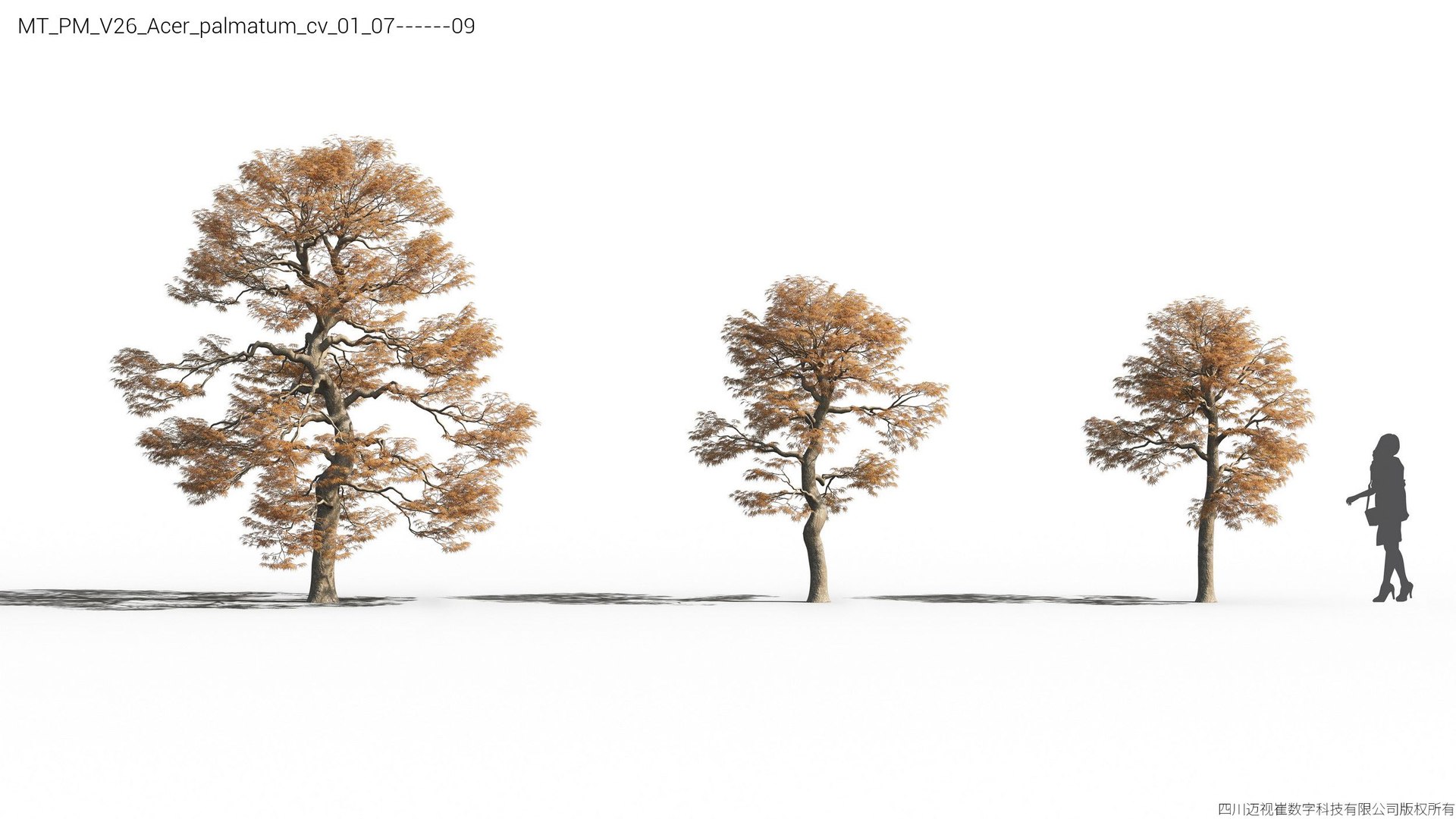 Plant Models Vol 26 - Mesh 3D model https://p.turbosquid.com/ts-thumb/5B/TIzRo9/xd/mt_pm_v26_acer_palmatum_cv_01_0709/jpg/1781170043/1920x1080/fit_q87/56e92d8f35db415869c7ea9c41c7e2be9b6135ec/mt_pm_v26_acer_palmatum_cv_01_0709.jpg