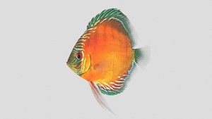 Alenquer Discus Fish
