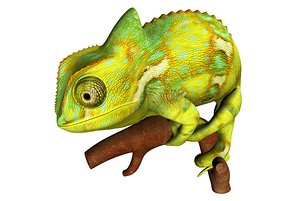 Chameleon