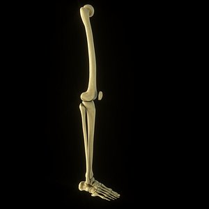 leg foot anatomy 3D model
