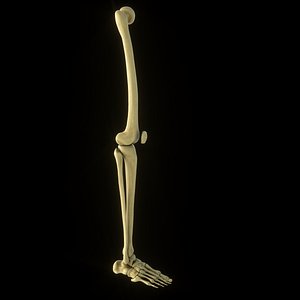Leg and foot anatomy Bones