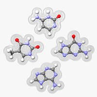 ACGT Nucleobases