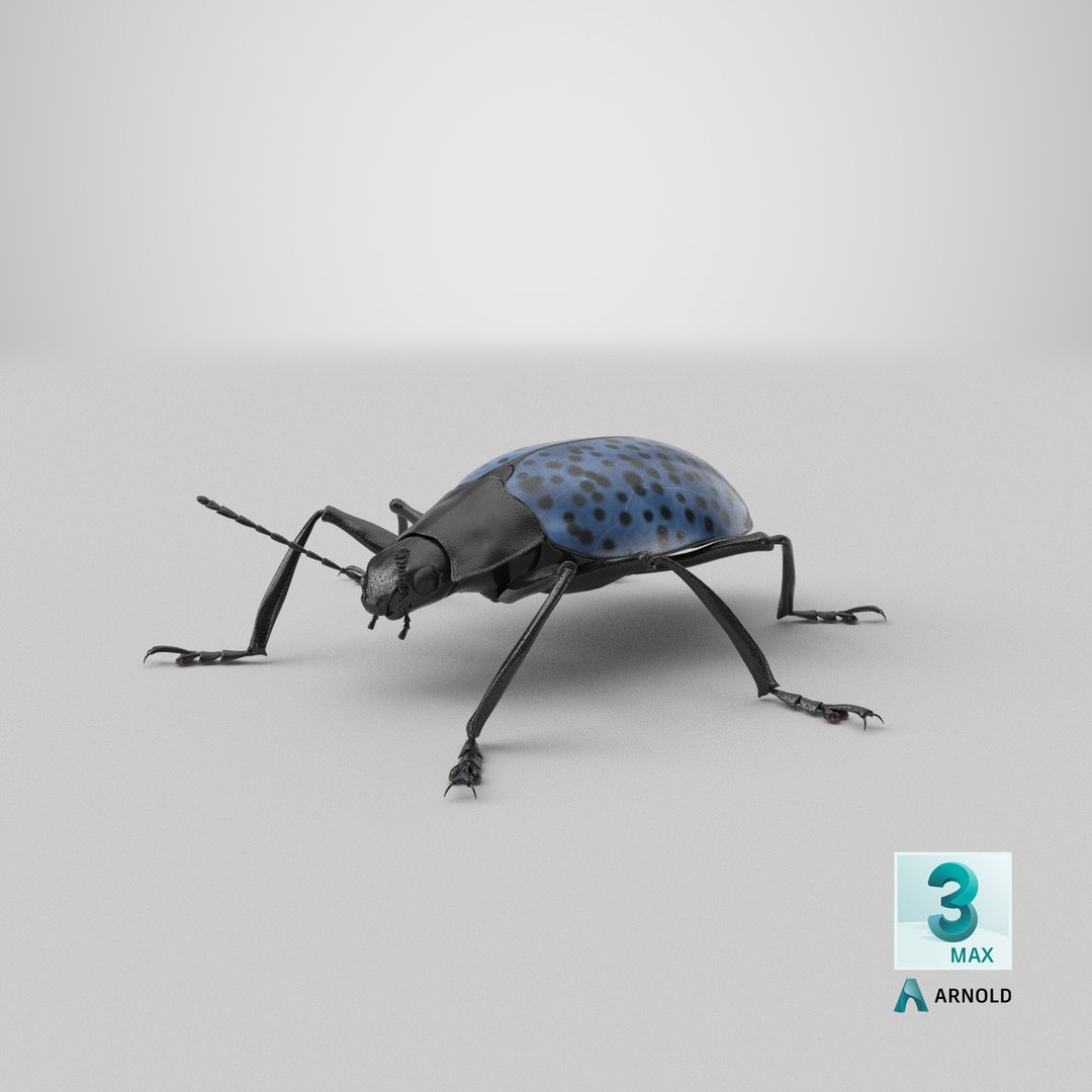 3d gibbifer californicus beetle https://p.turbosquid.com/ts-thumb/5B/d9lxwh/DW/stemcell_max_arnold_render/png/1662231545/1920x1080/fit_q87/bfa5fcfeff8debc4f3eafea66c12e5b9c3b65c44/stemcell_max_arnold_render.jpg