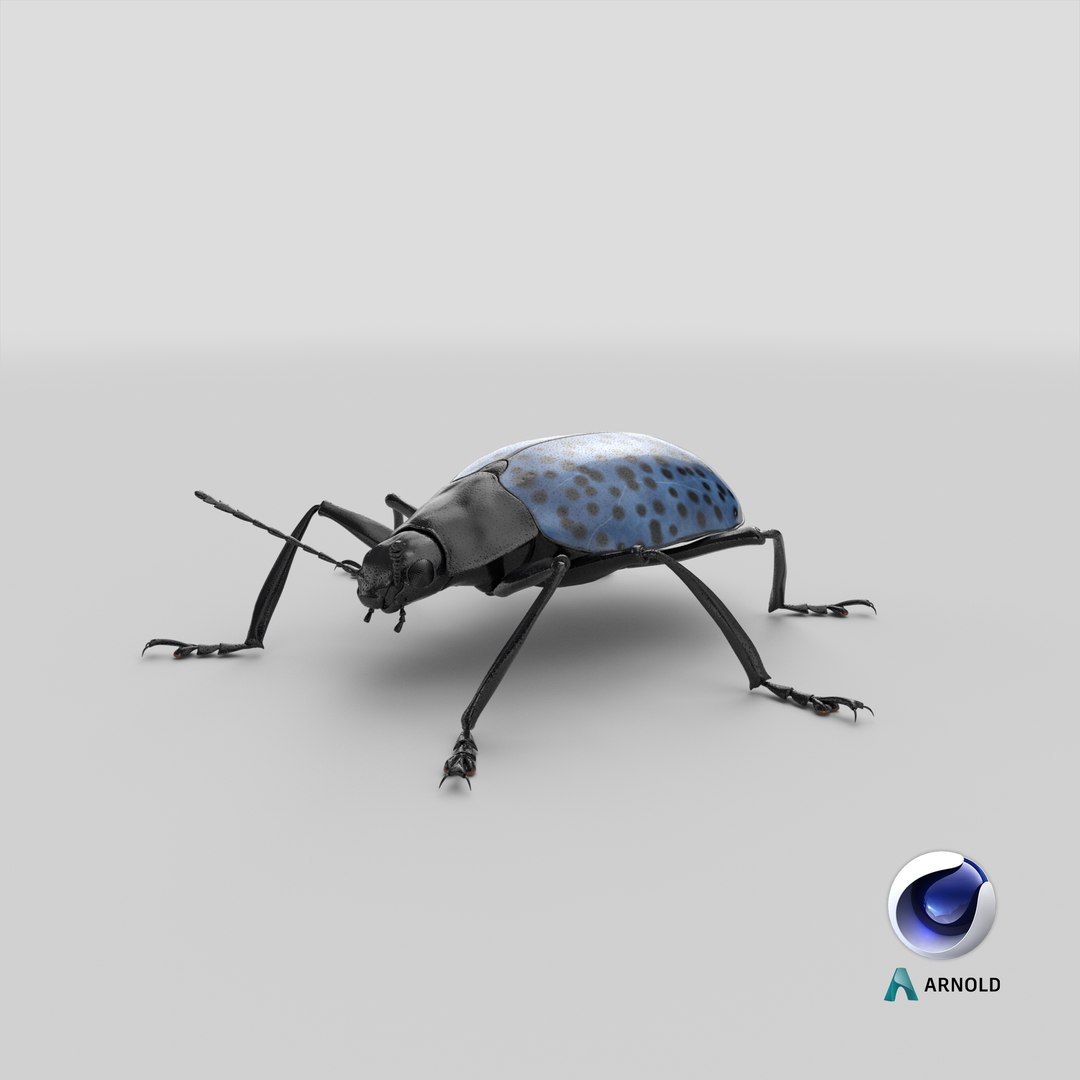 3d gibbifer californicus beetle https://p.turbosquid.com/ts-thumb/5B/d9lxwh/JX/stemcell_cinema_4d_arnold_render/png/1662231541/1920x1080/fit_q87/0c52fdbefdfcdc60c9fd5cae6cf41869a8601d1a/stemcell_cinema_4d_arnold_render.jpg