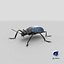 Gibbifer Californicus Beetle 3D Model