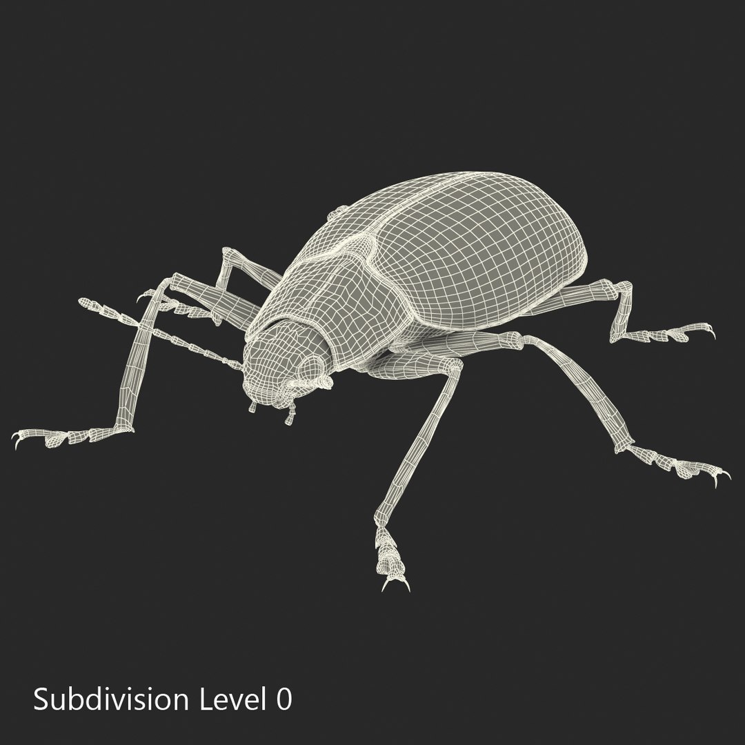 3d gibbifer californicus beetle https://p.turbosquid.com/ts-thumb/5B/d9lxwh/MrCe1bwD/gibbifercalifornicusbeetle18/jpg/1452582946/1920x1080/fit_q87/b4e516b12fe24797033a373c9030e7faa5f6ad05/gibbifercalifornicusbeetle18.jpg