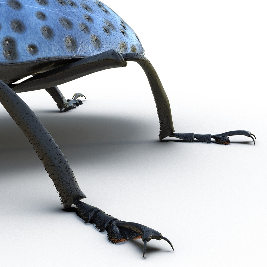 3d gibbifer californicus beetle https://p.turbosquid.com/ts-thumb/5B/d9lxwh/QcwghKJ7/gibbifercalifornicusbeetle14/jpg/1452582946/1920x1080/fit_q87/98813fcb2fc0dfdbeef150ac4bc98d1a6a8bde20/gibbifercalifornicusbeetle14.jpg