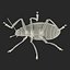 Gibbifer Californicus Beetle 3D Model