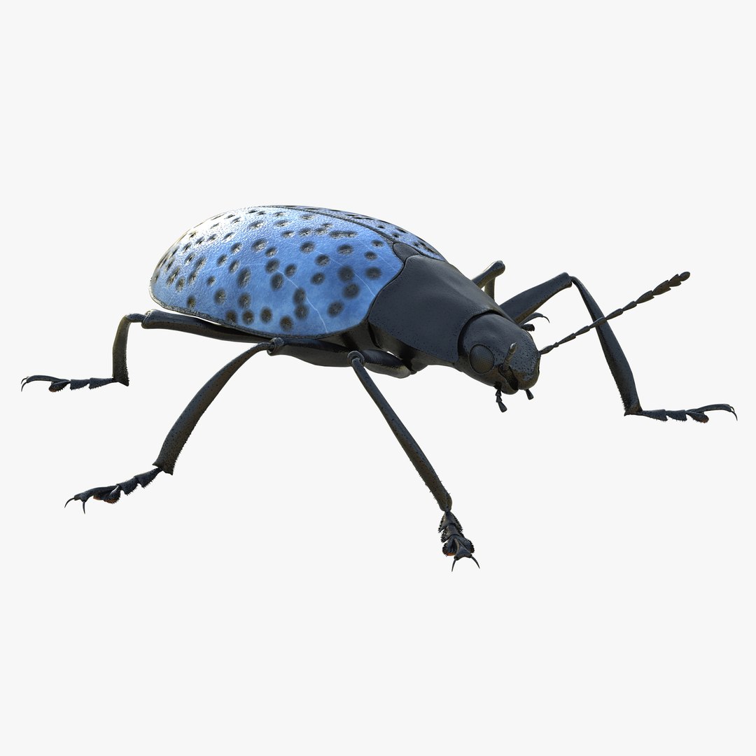 Gibbifer Californicus Beetle 3D Model 3D model preview