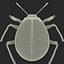 Gibbifer Californicus Beetle 3D Model