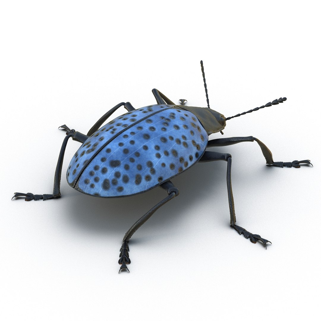 3d gibbifer californicus beetle https://p.turbosquid.com/ts-thumb/5B/d9lxwh/frFDdVhx/gibbifercalifornicusbeetle04/jpg/1452582945/1920x1080/fit_q87/22dc29b9334964f0e7daaccd1a0b81aa65fc1e22/gibbifercalifornicusbeetle04.jpg