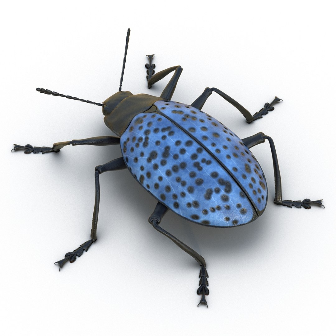 3d gibbifer californicus beetle https://p.turbosquid.com/ts-thumb/5B/d9lxwh/jdKPV685/gibbifercalifornicusbeetle05/jpg/1452582946/1920x1080/fit_q87/0ba31da1ede7969d08e1b3c938a28a42b2d598b1/gibbifercalifornicusbeetle05.jpg