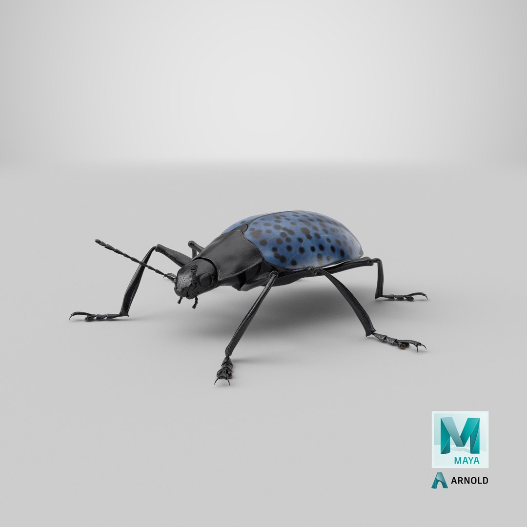 3d gibbifer californicus beetle https://p.turbosquid.com/ts-thumb/5B/d9lxwh/ln/stemcell_maya_arnold_render/png/1662231549/1920x1080/fit_q87/26195a1e54d4d20fa35be21f6258803dc4893667/stemcell_maya_arnold_render.jpg