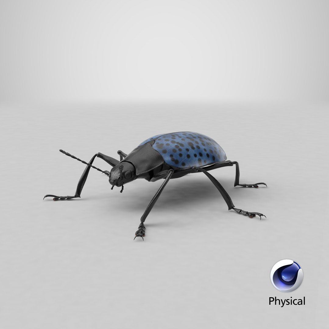 3d gibbifer californicus beetle https://p.turbosquid.com/ts-thumb/5B/d9lxwh/o4/stemcell_cinema_4d_physical_render/png/1662231539/1920x1080/fit_q87/a59a8d1917089a2411be80cf668fc9ace61ec306/stemcell_cinema_4d_physical_render.jpg