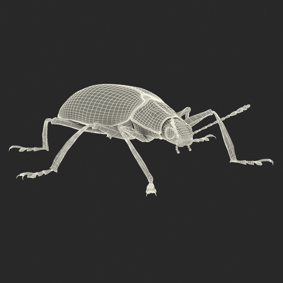3d gibbifer californicus beetle https://p.turbosquid.com/ts-thumb/5B/d9lxwh/pyTutbsH/gibbifercalifornicusbeetle24/jpg/1452582947/1920x1080/fit_q87/6c72b42044905f0677061ff5828b848434ef4afb/gibbifercalifornicusbeetle24.jpg