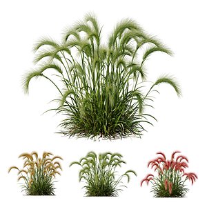 3D HQ Plants Hordeum Jubatum Foxtail Barley Ornementale Orge Version02 model