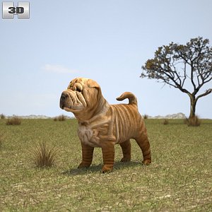 shar pei puppy 3D model