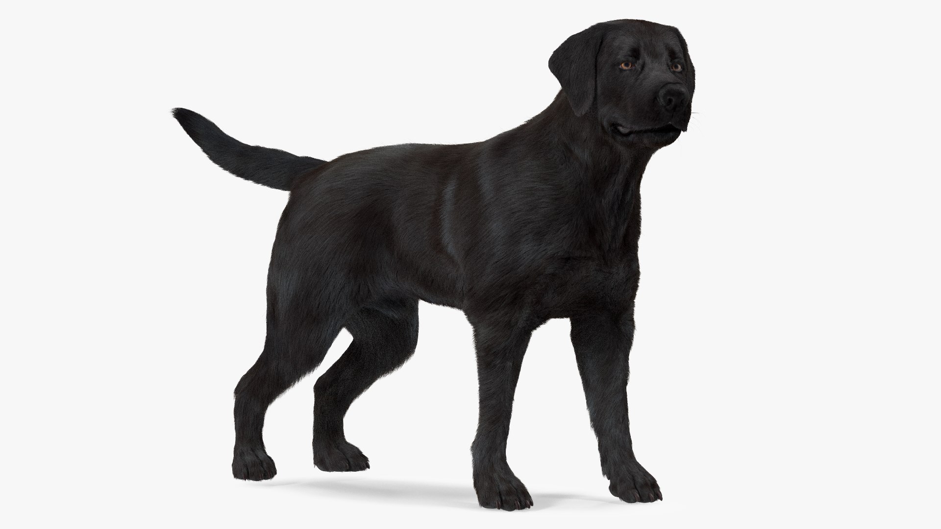 Labrador Dog Black Standing Fur 3D model preview