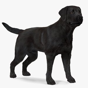 Labrador Dog Black Standing Fur 3D model