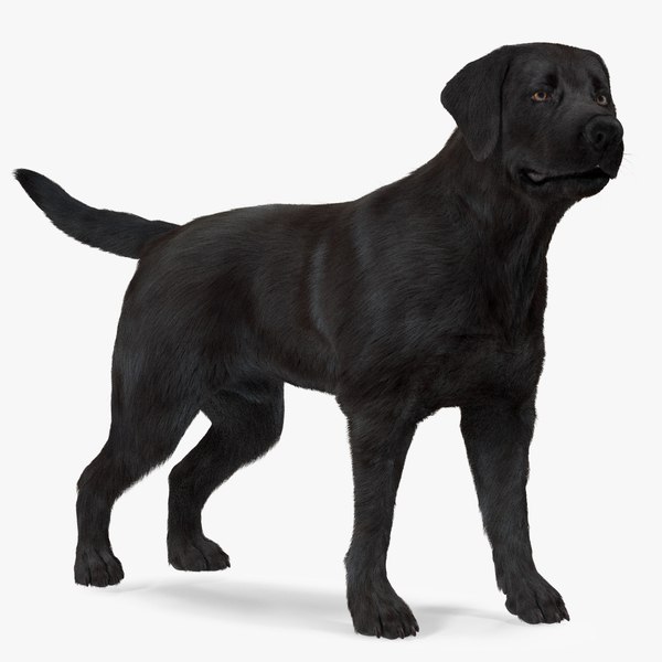 Labrador Hund Schwarz Stehendes Fell 3D-Modell - TurboSquid 1822433