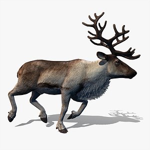 Reindeer (animated)