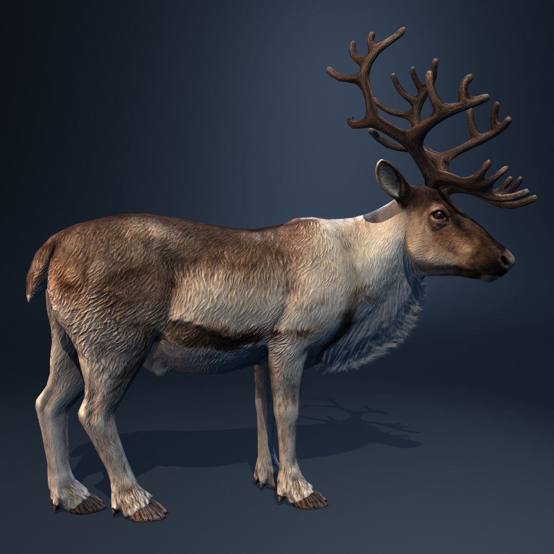 3d Model Reindeer Deer Animation Walk