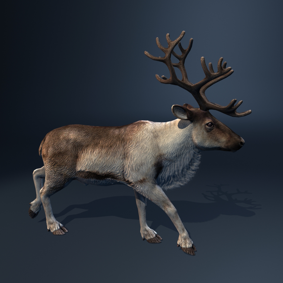 3d Model Reindeer Deer Animation Walk