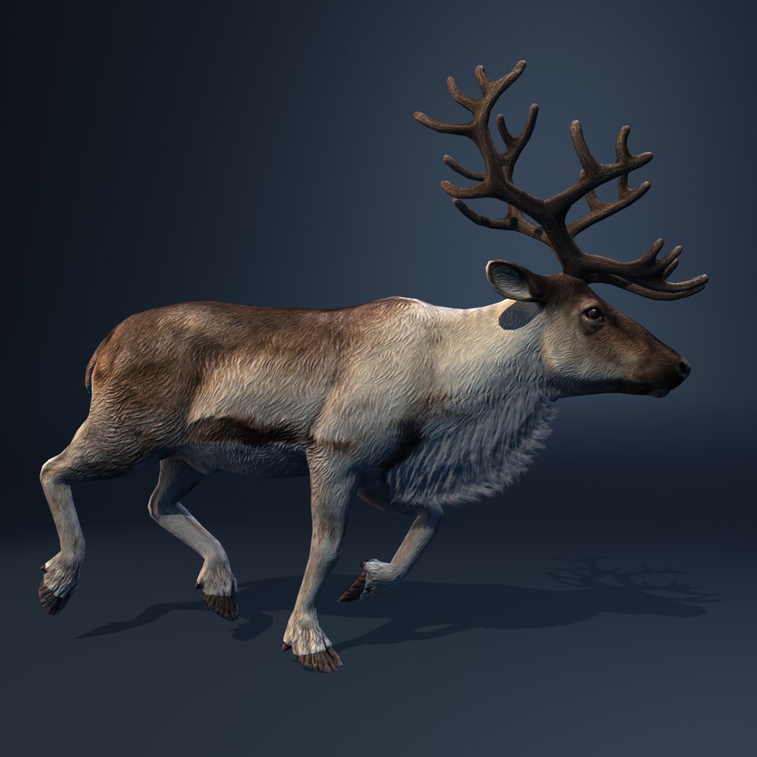 3d Model Reindeer Deer Animation Walk