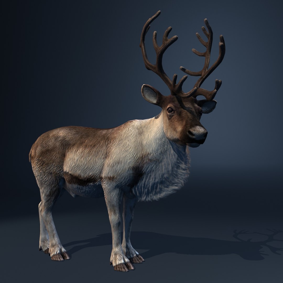 3d Model Reindeer Deer Animation Walk