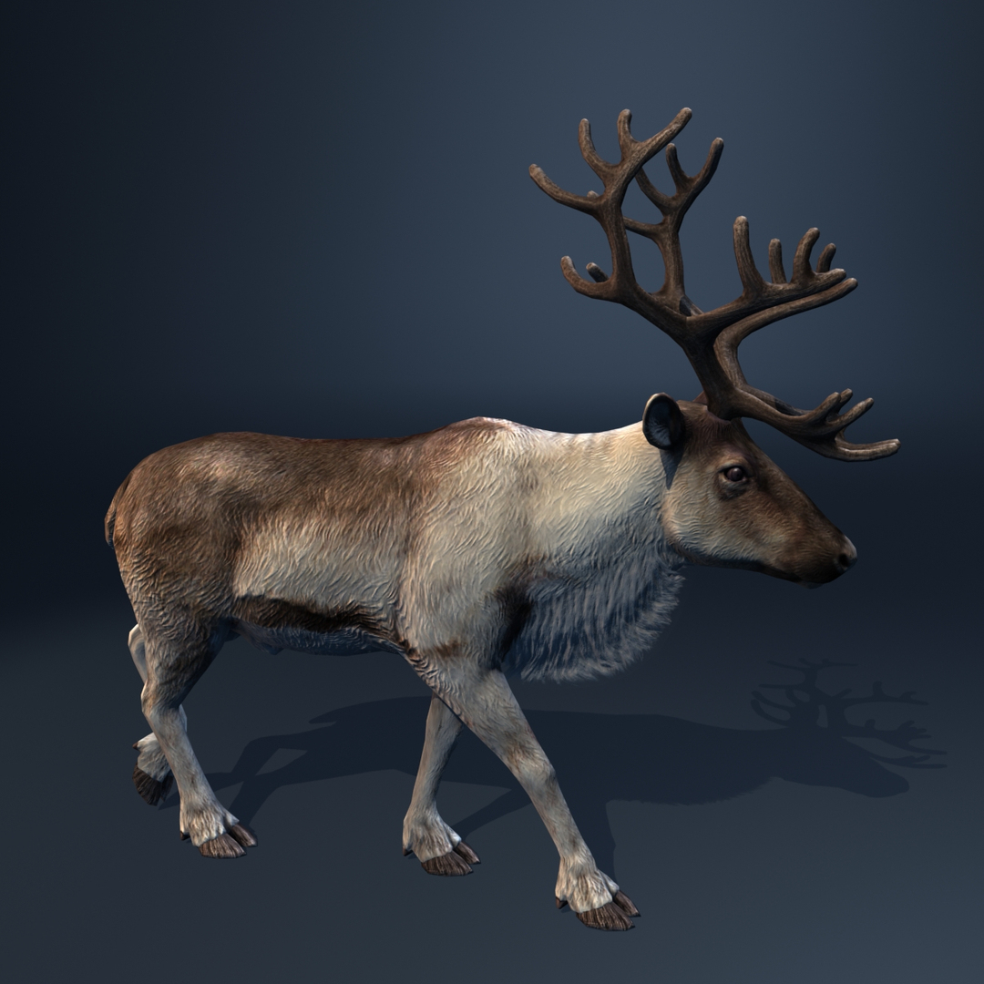 3d Model Reindeer Deer Animation Walk