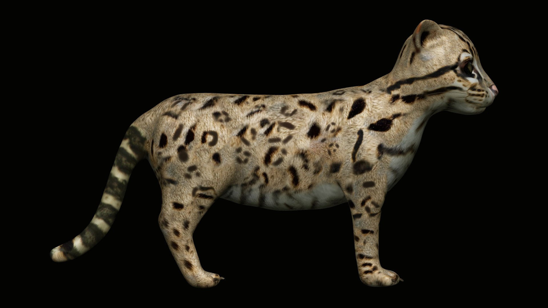 3D fully rigged ocelot - TurboSquid 1705330