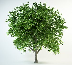 red maple acer rubrum 10m