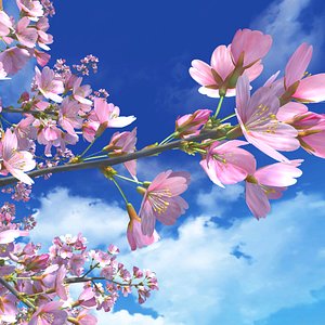 Sakura Tree 3D