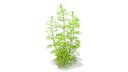 Cabomba Caroliniana Aquarium Plant